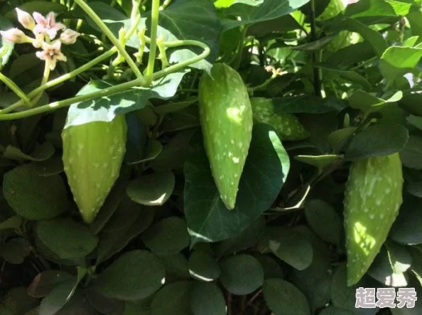 麻豆一种植物，果实可食用或榨油，有时也指代年轻貌美的女子