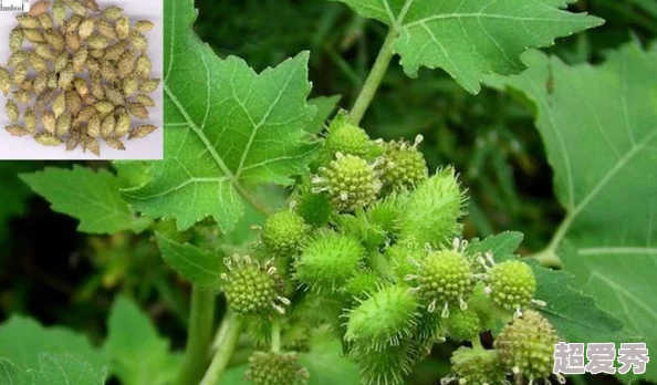 麻豆一种植物，果实可食用或榨油，有时也指代年轻貌美的女子