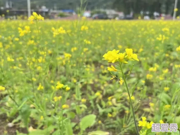 黄色的大片油菜花海进入盛花期预计本周末将迎来最佳观赏期