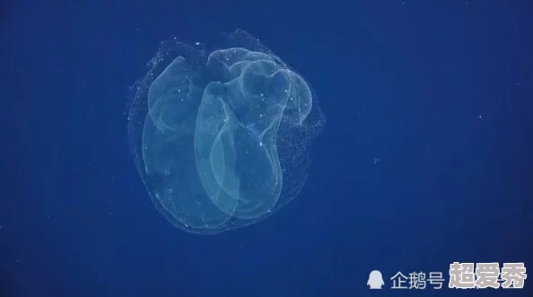 好深啊近日科学家发现深海生物新物种其独特发光机制引发关注