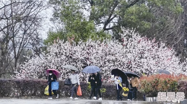 春风又绿江南岸全红和平2023年春季江南地区迎来盛大的樱花节吸引了众多游客前来观赏