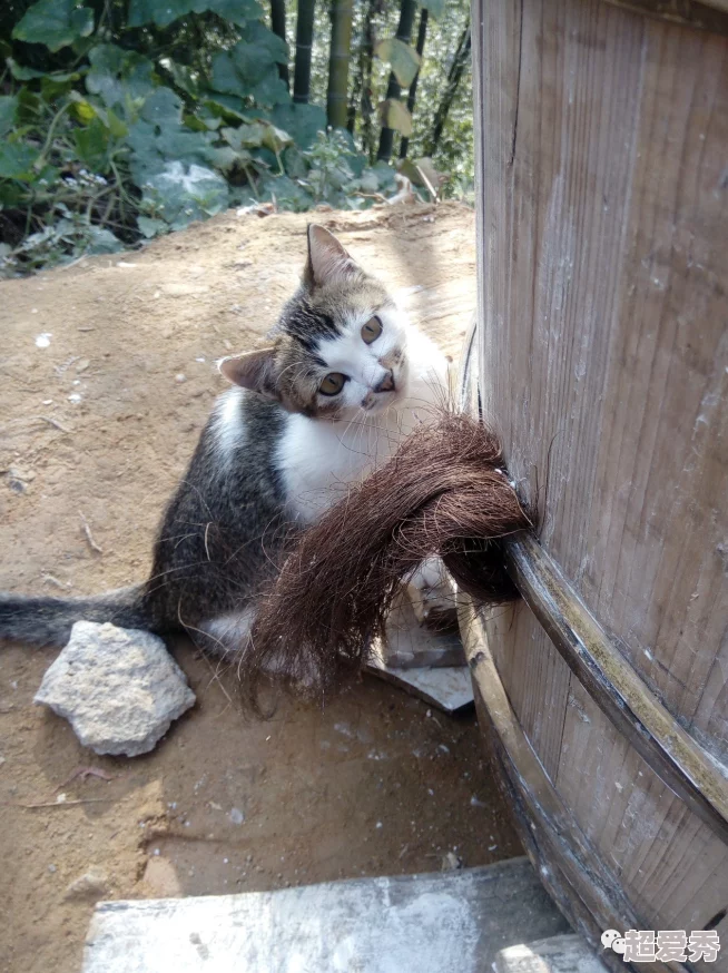 屋檐下小花喵小猫学会了捕鼠本领守护家园