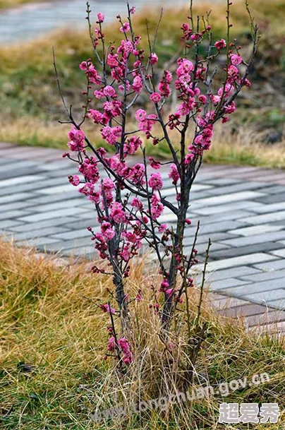 好湿热花径小径深处藤蔓缠绕湿滑露珠滴落