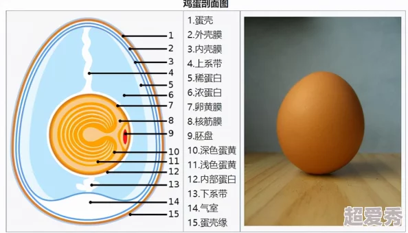 卵蛋图解最新研究显示鸡蛋中的营养成分对心脏健康有积极影响