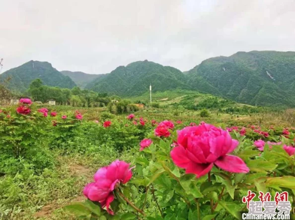 梦幻西游手游牡丹花圃活动全攻略，惊喜消息：新增稀有宠物及限定装扮等你来拿！