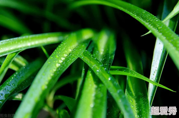 小白花浇灌日常记录了小白花每日的生长情况和浇水量