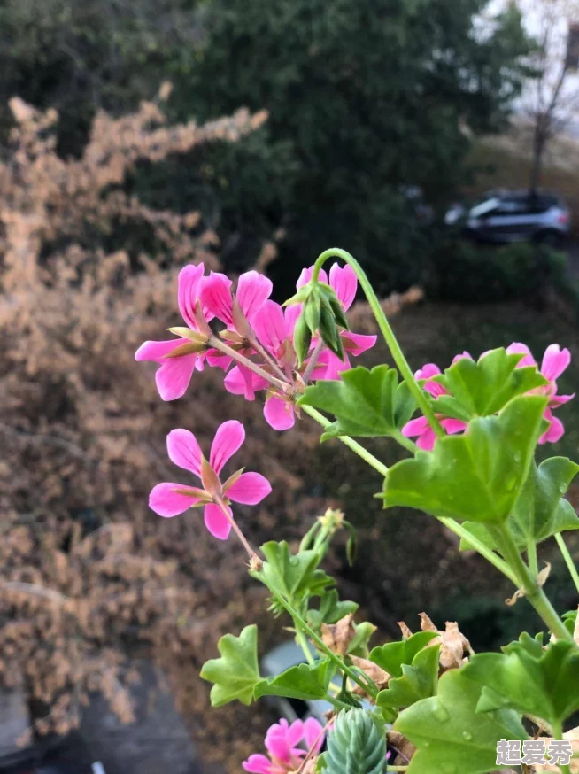 一叶青天近日科学家发现新型植物具有抗污染能力或将改变城市绿化策略